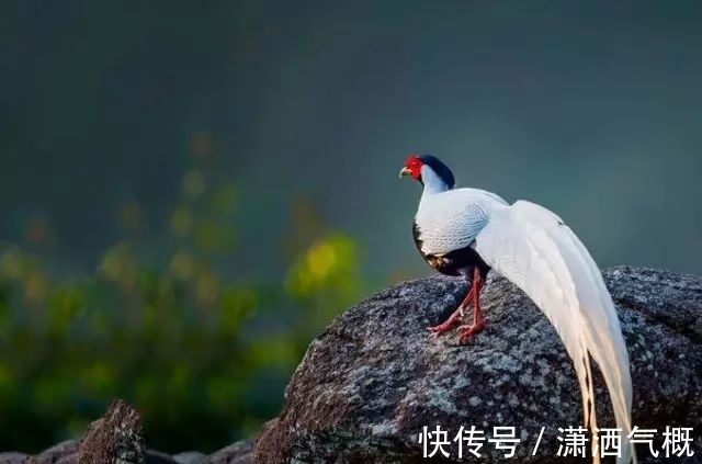 白鹇|白鹇鸡!太美了!