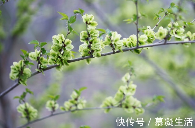 吃法|68种野菜图片,教你认识不同的野菜和吃法,你想要的野菜这里都有