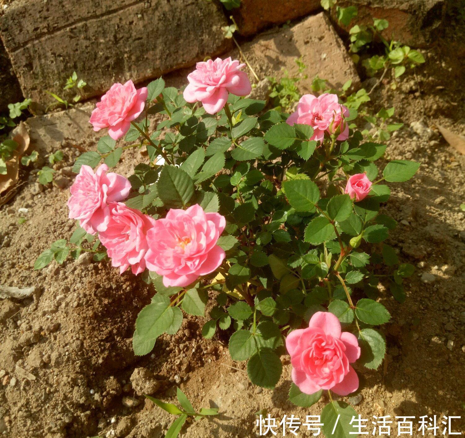 多季|微型月季花“心上人”,一树多色花,多季重复开,漂亮又好养!