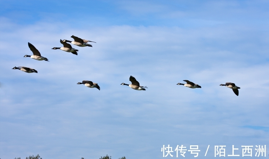 李邕!落选《唐诗三百首》最著名的20首诗,清明、赠汪伦、鸟鸣涧在其中