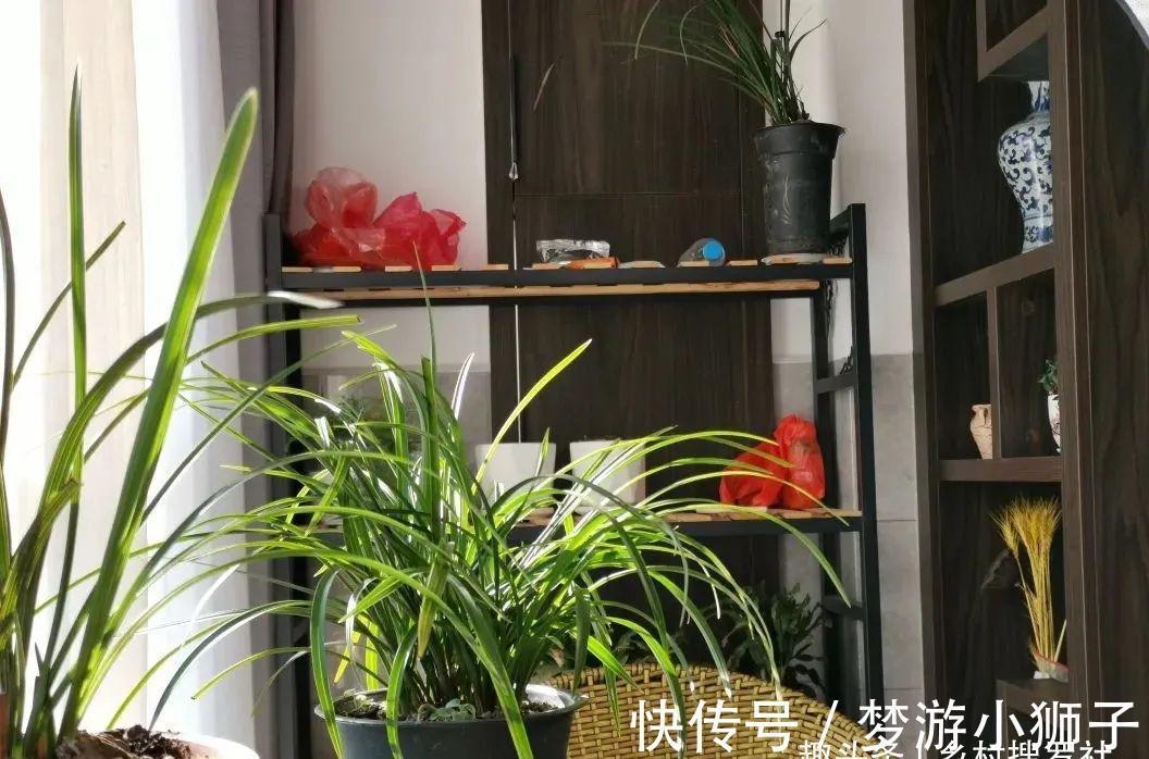 这样的兰花，还能恢复生机？兰友都不敢相信了