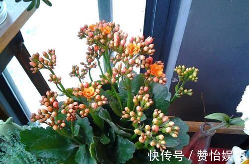 7种花,就得穷养,用破盆,少浇水,丢阳台,越长越旺