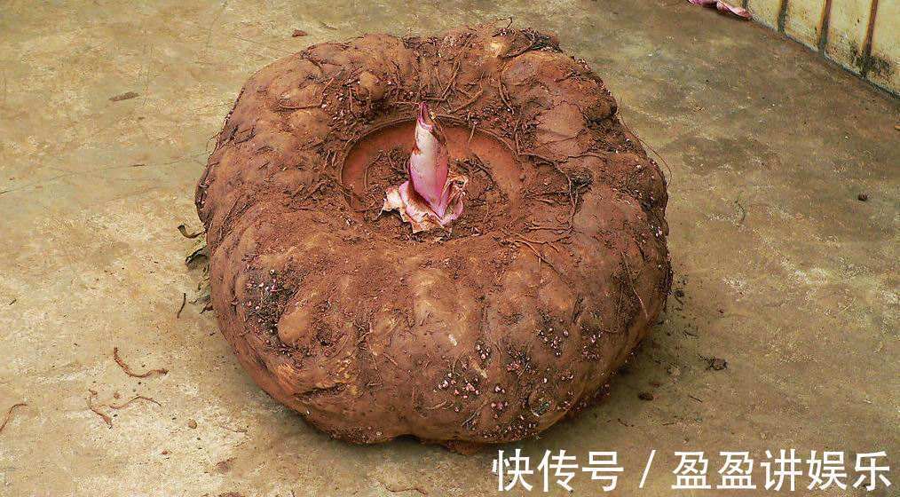 糖尿病|糖尿病别害怕,多吃“降糖4君子”,稳定血糖,远离糖尿病