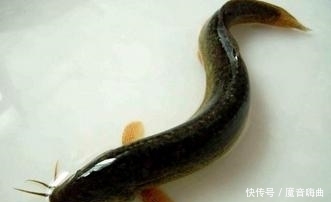 鲫鱼|去菜市场买鱼要注意,这些禁忌你一定要知道