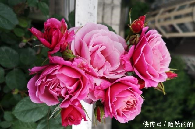 3种花就是醋坛子，土里滴点醋，叶子油绿鲜亮！