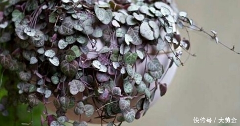 安全度|多肉度夏难?选择这些多肉植物准没错,安全度夏无压力!不要错过