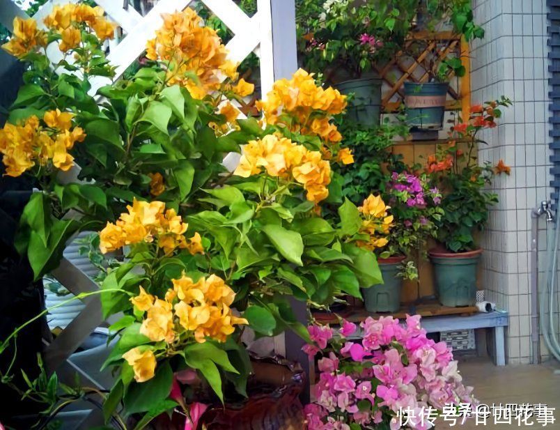 5种“过期药”别扔，磨成粉养花，代替生根粉营养液，杀菌防病害