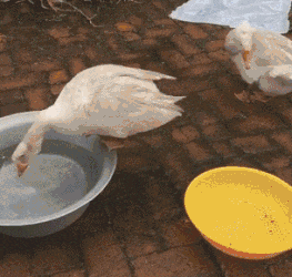 |搞笑GIF:娶到这样的新娘 以后的日子肯定不会无聊