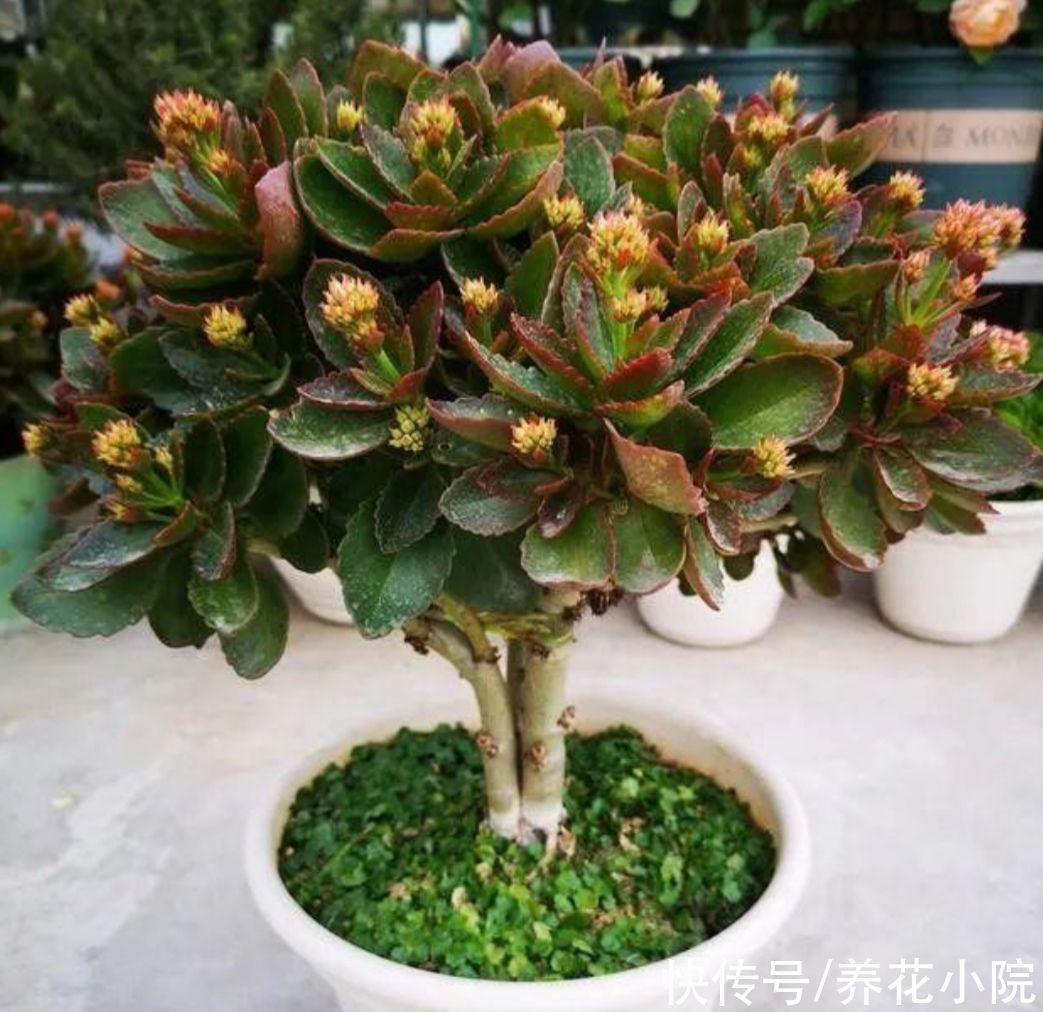 植株|长寿花这样修剪，2年养成老桩，枝头长满花苞