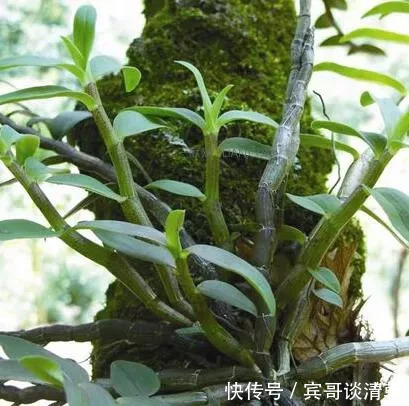 东南亚地区|秋后第一补是此物，比人参燕窝还养人，再贵也要吃