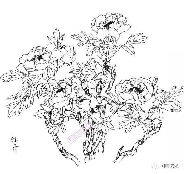  白描|花卉白描图谱选页分享