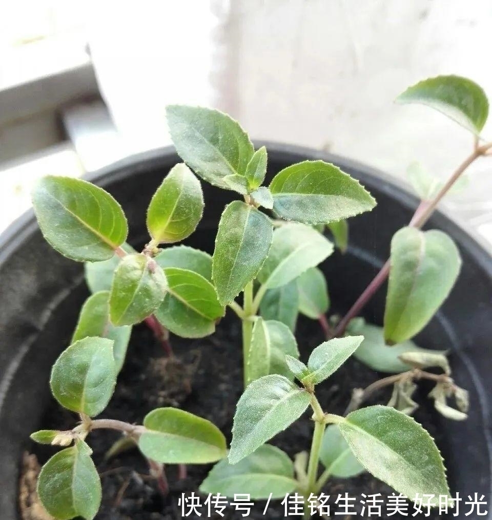 8种花夏天太容易死,现在赶紧扦插,死了也不心疼