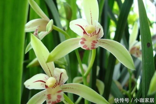 技巧|兰花栽种的3个技巧,大大提高成活率!