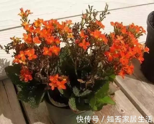 想要长寿|想要长寿花花期长,开花不断,那要这样养