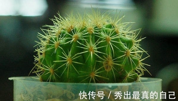 养护仙人球别再施磷肥了!4种粪便浑身是宝,施肥仙人球效果特好