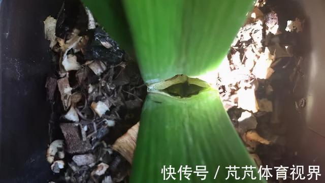 花友|养君子兰虎尾兰,扒点土反而疯长,1个月蹿出10个芽