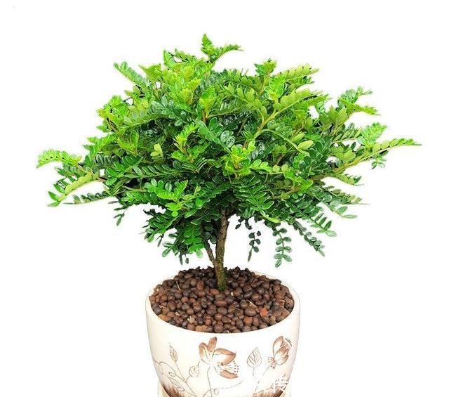 老家村里都不点蚊香原来家家户户都养这种“草”,好看耐活不贵!