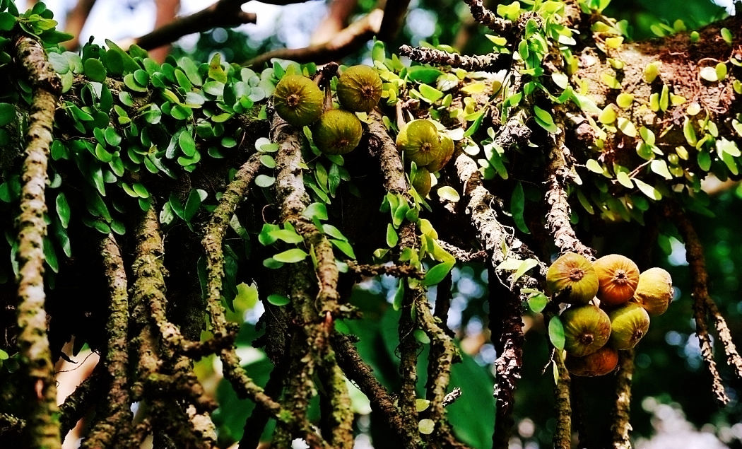 热带经济|美丽的植物园，独特的植物景观——游兴隆热带植物园