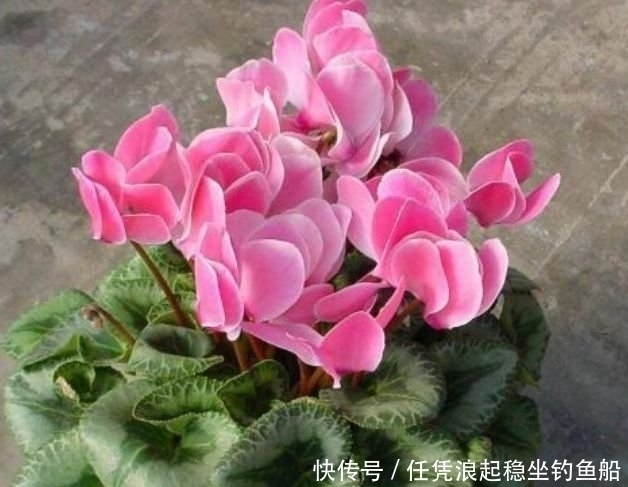 阳台上|超漂亮的4种花,随便一养成花海,花开一茬接一茬!