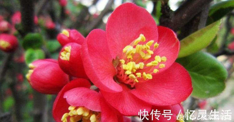 打理|5种漂亮花,好打理,易爆盆,不用费心,就能长的特别好