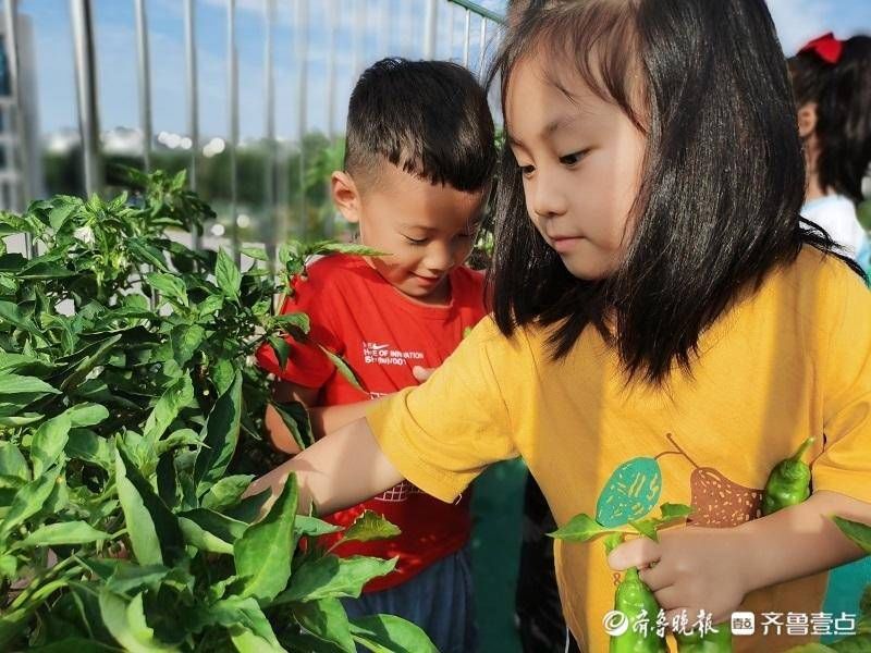 幼儿园|辽河幼儿园开展秋季采摘活动