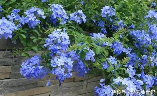 北方夏季温度高，盆栽养花就栽种它们，能一茬接一茬砰砰开花