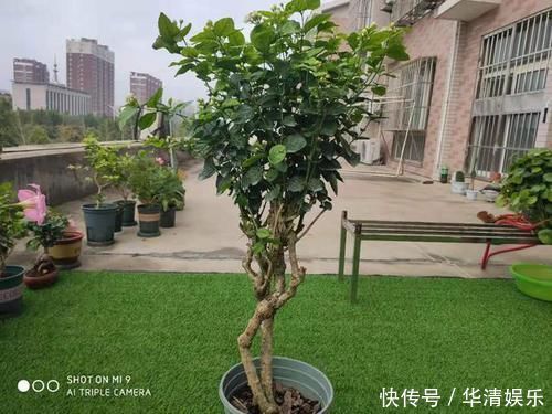 天下第一香，茉莉老树桩，轻松养成茉莉树，高端典雅大盆景