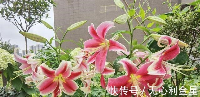 矾根|为了300㎡露台花园，毫不犹豫买了这房子，在城市屋顶过上田园生活！