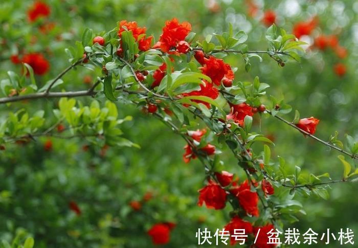 品种|石榴的花好看果也好看，栽在庭院中最适合，但石榴有花无果时咋办