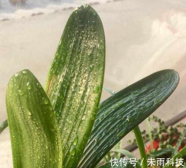 饼肥|家里养君子兰,一个施肥小技巧,叶片长得又厚又大,花开得非常多