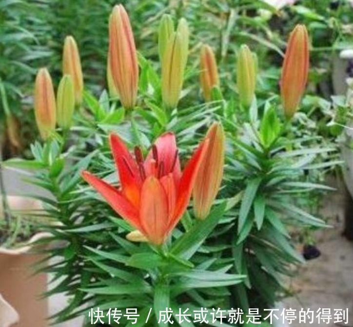 4种花自带财运，耐寒易打理，花美色艳，花儿轻松开爆盆