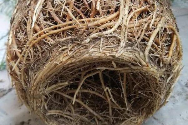 换盆时机到了,家中有此6种花的,再慢一步植物都会“活不长”