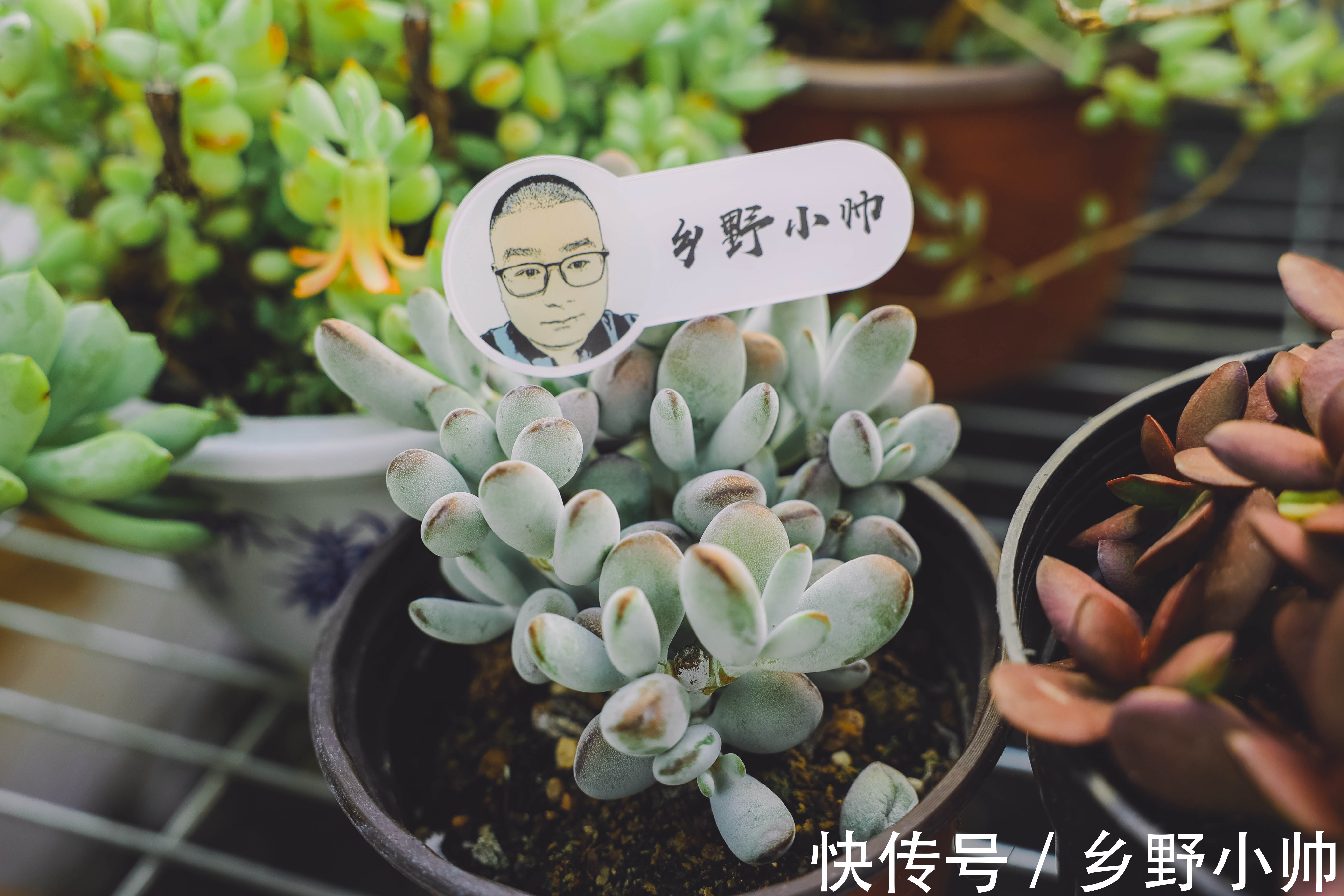 排水性|全颗粒养多肉好不好?不同的颗粒配比有什么优缺点?小帅为你解答