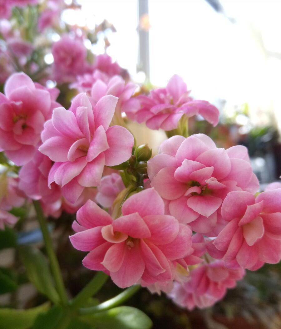 养不活花的人，建议养这“5种花”，好养好看又实用