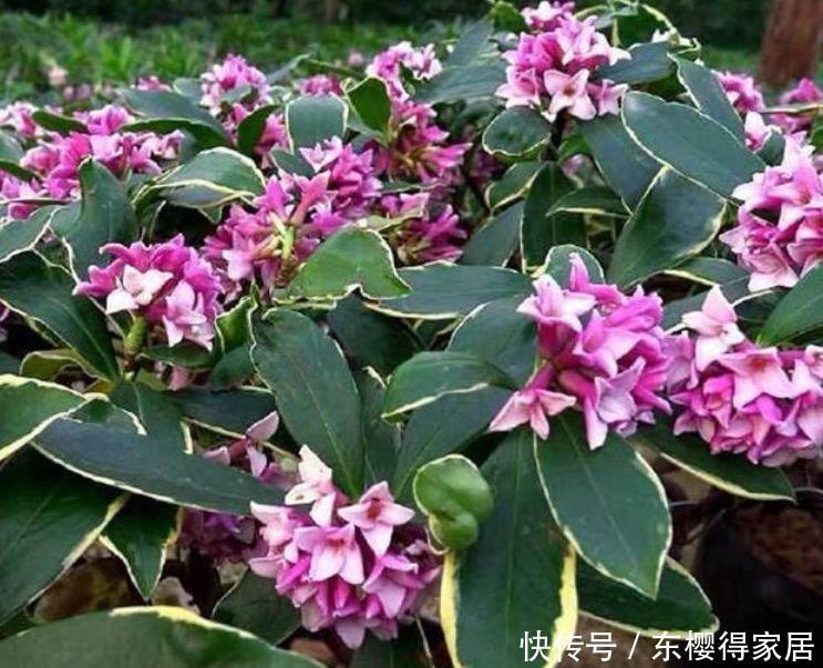  种花|5种花是懒人的最爱，有阳光就爆盆，人见人爱，美不胜收