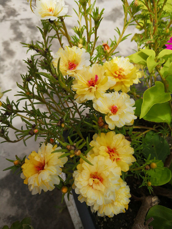 喜欢菊花就选“情人菊”，花姿优美，娇艳动人，花期长适合盆栽养