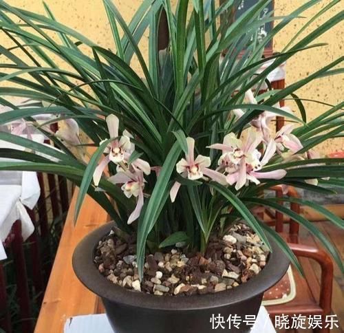 如果你在家里养这两朵花,炉子越小,每个人就越想养好“精品”