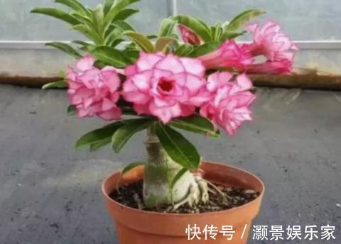 “2种花”现在扦插正合适,生根快、成活率高,开花十分养眼!