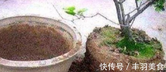 “2种料”兑水浇花，再硬的土，30天都变“松散”，太实用了