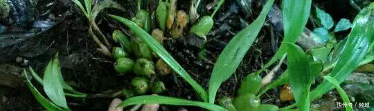 仙桃|深山里的野果老农们叫它仙桃,现如今成为了养生食谱里面的名菜!