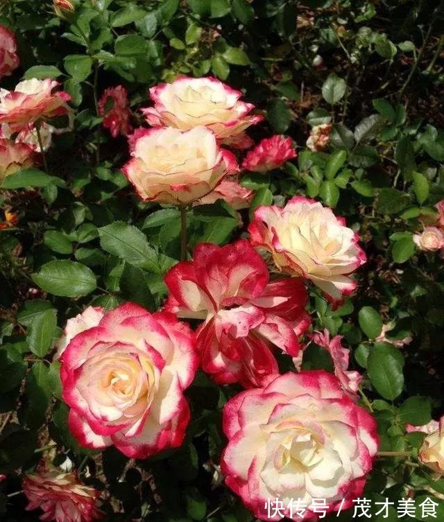 调味料用来养花,不黄叶,生根爆盆分分钟!