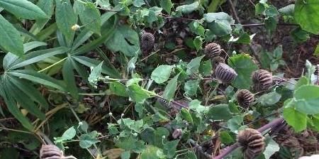 野草|农村小时候经常吃的野草，原来价值那么高，难怪农民很少会生病！