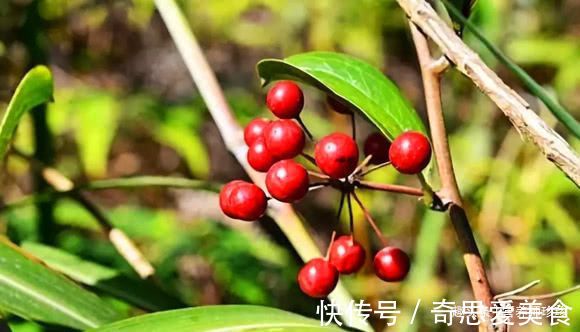 金刚藤|山上一种野生植物,人称“马甲子”,它全株都是宝,看看你认识吗