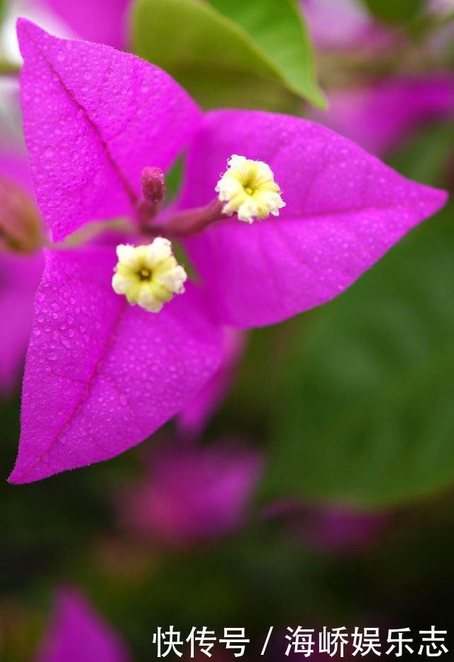 小花|三角梅盆景开花落败,抓紧时间修剪一番,再次开花很简单