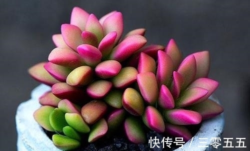 多肉植物|吹雪之松锦养护好了就能爆盆!用了这个小妙招,出锦美长满盆