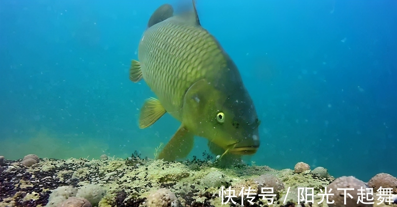 野外钓鲤鱼,就用这一招,不用太多的窝料,也能钓到鱼