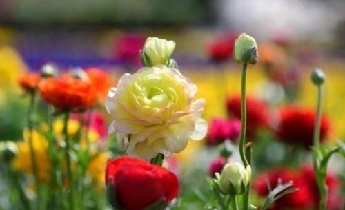 种花|新手就养4种花,好养易爆盆,养上一盆四季欣赏,好养活还不贵