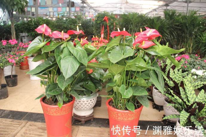 小栈|养花过来人提醒，去花市买花，此“3种”花，再便宜也别带回家