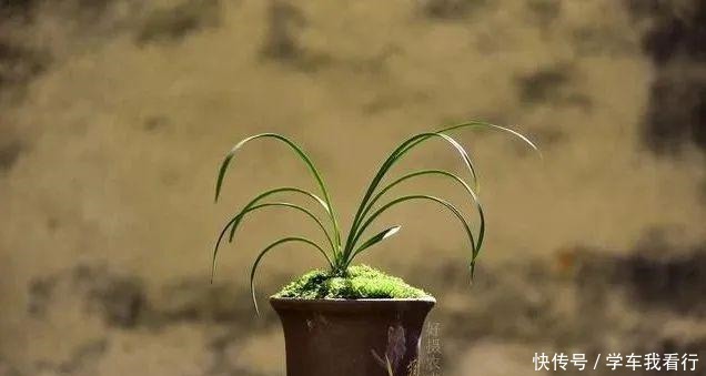 治疗兰花茎腐病，不要再浇药水，根本没有效果！