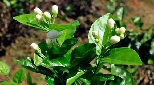 柠檬盆栽图片大全集